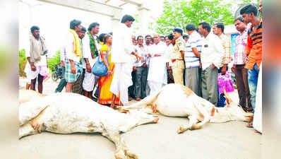 ಸರಣಿ ಹಸುಗಳ ಸಾವು, ರೈತರ ಪ್ರತಿಭಟನೆ