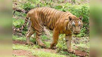 3 साल में बाघों की संख्या में 50 प्रतिशत वृद्धि