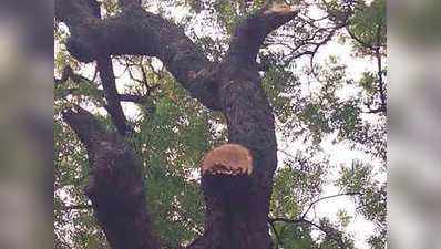 काशी में 150 साल पुराना नीम का पेड़ ऐसे कटने से बचा