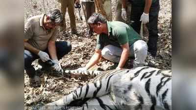 চলতি বছরে সারা দেশ জুড়ে মৃত্যু হয়েছে ৭৪টি বাঘের