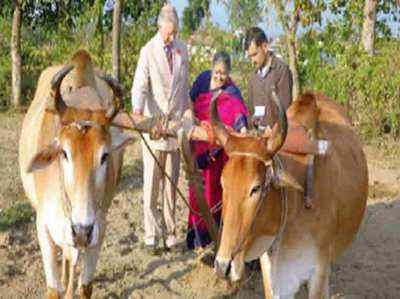 प्रिंस चार्ल्स के बैल, लालू और धोरिया देहरादून के फार्म से चोरी