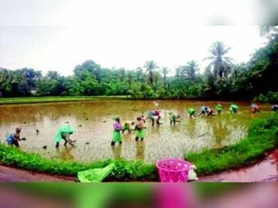 ಕರಾವಳಿ ಕೃಷಿಗೆ ಬಾಂಗ್ಲಾ ವಲಸಿಗರ ಲಗ್ಗೆ