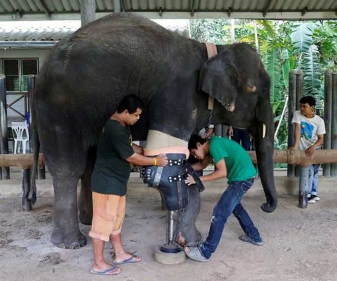 एक हाथी की कहानी: इंसानों ने रुलाया, उन्होंने ही हंसाया