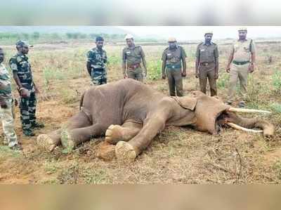 பவானிசாகர் அணை அருகே யானை மரணம்