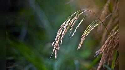 പച്ചക്കറി സ്വയം പര്യാപ്തത ലക്ഷ്യമിട്ട് കൂട്ടായ്മകള്‍