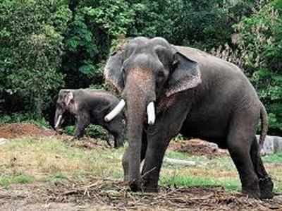 हाथियों और इंसानों के बढ़ते संघर्ष से इस तरह निपटेगा वन विभाग