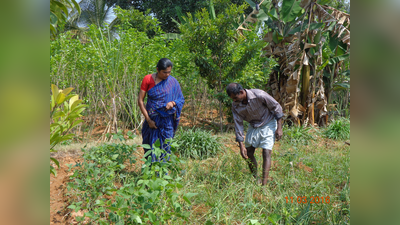 ಒಂದೆಕರೆ ಭೂಮಿ; ವರ್ಷವಿಡಿ ಆದಾಯ