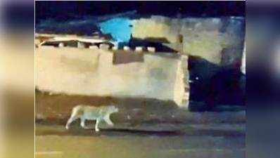 जूनागढ़ शहर में सड़कों पर शान से घूम रहे हैं शेर