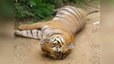 सांप के काटने से कार्बेट नैशनल पार्के में हुई बाघ की मौत