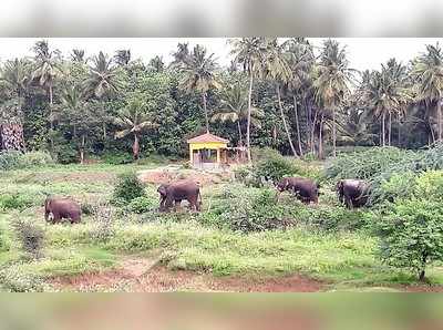 ಮೂತನೂರು ಕಾಡಿನಲ್ಲಿ ಬೀಡು ಬಿಟ್ಟ ಕಾಡಾನೆಗಳು