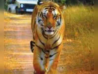 महाराष्ट्र: मशहूर बाघ जय की खबर देने पर 50 हजार का इनाम