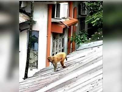 তিন বাঁদরের কীর্তিতে অতিষ্ঠ কোচবিহার