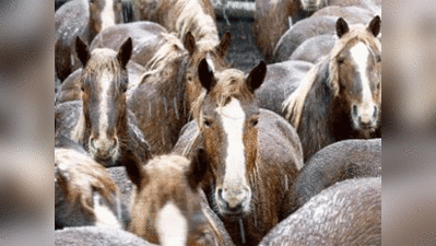 मुंबई की ‘विक्टोरिया’ बग्गी खींचने वाले घोड़े जब्त