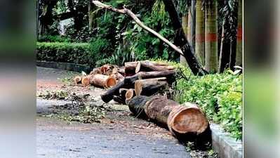 মরা বলে রবীন্দ্র সরোবরে কাটা হল শতাব্দীপ্রাচীন শিরীষ