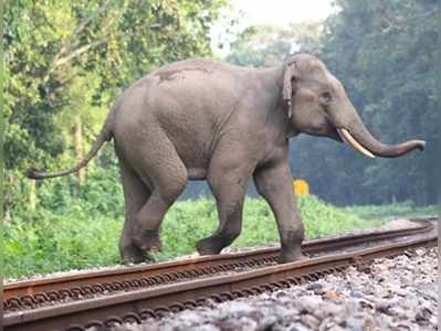 கோவை அருகே ரயில் மோதி யானை பலி