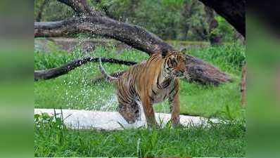 बाघ क्यों बदल रहे हैं अपना ठिकाना, वजह से अनजान वन विभाग