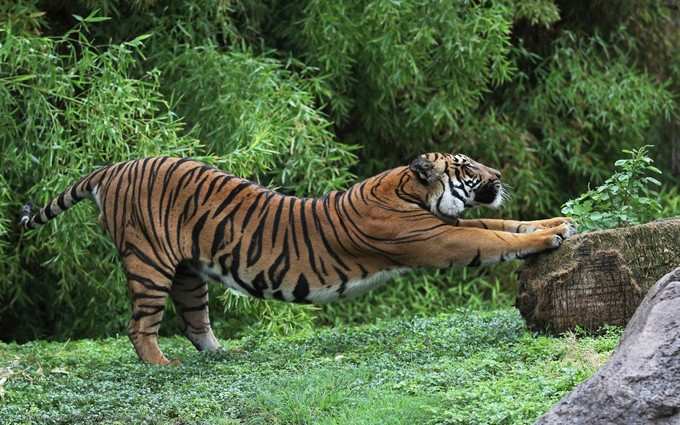 சர்வதேச புலிகள் தினம்