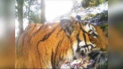 उत्तराखंड में पहली बार 12 हजार फुट पर बाघ दिखा