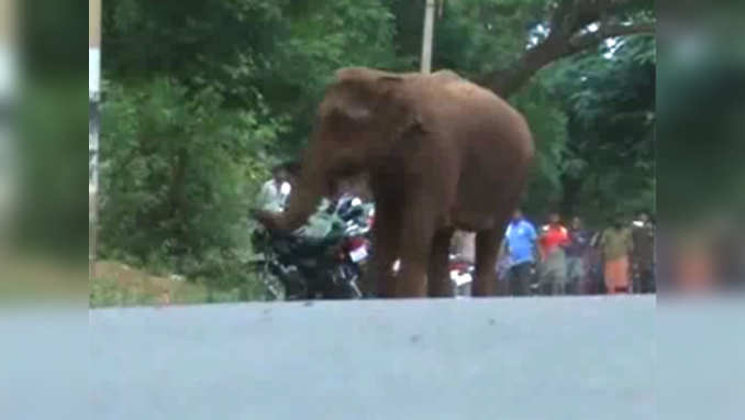 Watch: Elephant mourns death of six-month-old calf 