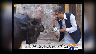 पाकिस्तानी रिपोर्टर ने किया भैंस का इंटरव्यू, हुआ ट्रोल