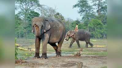 बंगाल: हाथी भी सरकारी कर्मचारी, मिलेंगे रिटायमेंट के फायदे