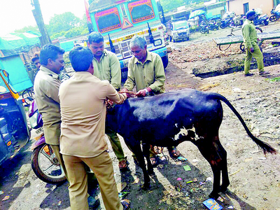 ಬಿಡಾಡಿ ದನ ಬಿಡಲು ಅಡಿ ಜಾಗವೂ ಇಲ್ಲ!