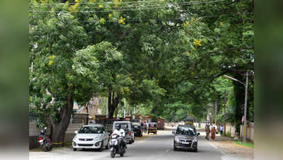 ರೇಸ್‌ಕೋರ್ಸ್‌ ರಸ್ತೆ 93 ಮರಗಳಿಗೆ ಜೀವ !