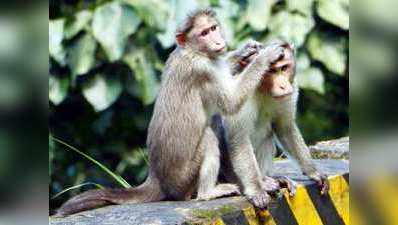 बंदरों के उत्पात से परेशान उत्तराखंड, गर्भनिरोधक से रोकेगा बंदरों की आबादी