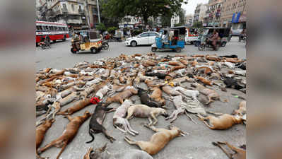 मांस में जहर मिला कराची में मार डाले गए 800 से ज्‍यादा कुत्‍ते