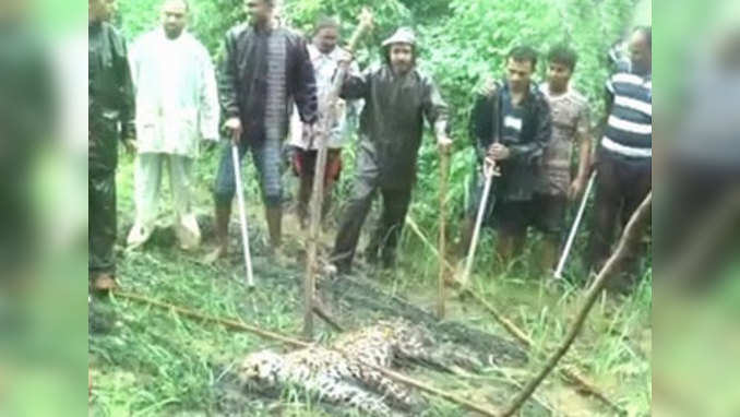 Another leopard rescued in Tapi 