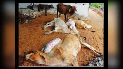 कच्छ में ठंड और भूख से 52 गायों की मौत