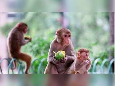 ಉತ್ತರಾಖಂಡದಲ್ಲಿ ಮಂಗಗಳಿಗೆ ಗರ್ಭನಿರೋಧಕ ಗುಳಿಗೆ