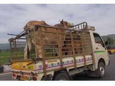 कर्नाटक: गोरक्षकों ने बीजेपी कार्यकर्ता की हत्या की