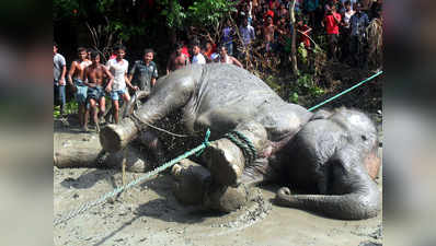 बांग्लादेश के वकील ने भारतीय हाथी बंगबहादुर की मौत के लिए मांगा एक करोड़ टका का मुआवजा
