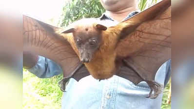 Huge bat with wounds rescued from Kharghar 