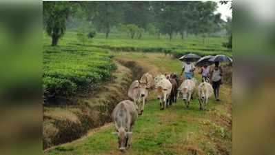 गोमूत्र से बने उत्पाद मुस्लिमों के लिए नाजायज: फतवा