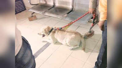 सोमनाथ भारती ने लगाया कुत्ते को जान से मारने का आरोप