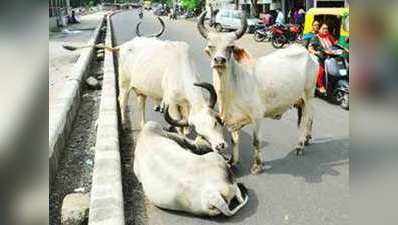तीन महीने बाद सड़कों पर नहीं दिखेंगी गाय: गौसेवा आयोग