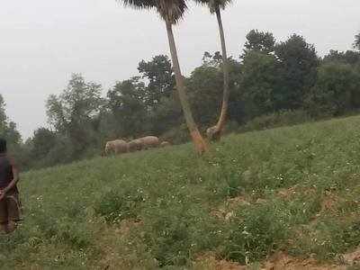 লাইনে অকালমৃত্যু ঠেকাতে হাতি হাজির সিগন্যাল পাঠাবে বনদফতর