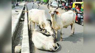 सरकार को आई गोमाता की याद, AWBI ने मांगी छुट्टा पशुओं की जानकारी