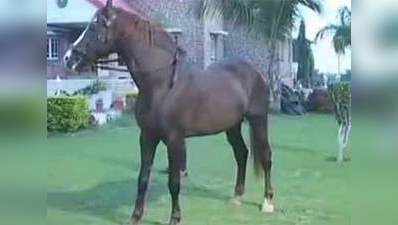 Rajasthan businessman purchases horse for Rs 1.11 crore 