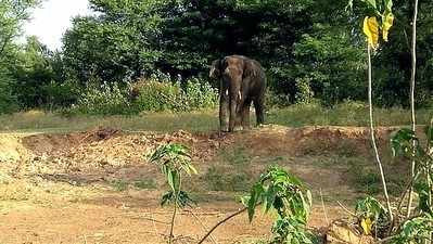 ಆಪರೇಷನ್ ಸಲಗಕ್ಕೆ ಬನ್ನೇರುಘಟ್ಟದ ಕಾಡಾನೆ; 6 ದಿನಗಳಿಂದ ಬೀಡು ಬಿಟ್ಟಿರುವ ಒಂಟಿ ಸಲಗ