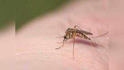 घरेलू वॉटर टैंक में पैदा होते हैं 80% जानलेवा मच्छर