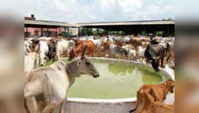 गायों पर इंसानों से ज्यादा खर्च कर रहा जयपुर नगर निगम