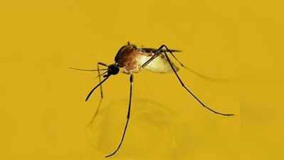 ​ घरेलू पानी की टंकी है डेंगू मच्छर का मुख्य अड्डा!