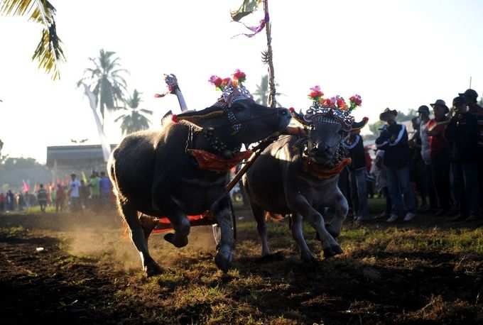 இந்தோனேஷியாவில் சீறிப்பாயும் எருமைகள்!