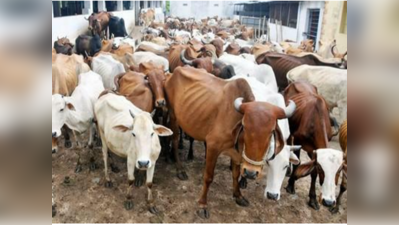 कर्नाटक: मारी जा सकती हैं 258 गाय