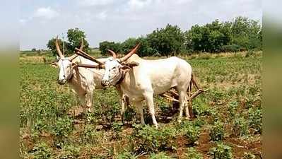 ಗೊಬ್ಬರವಾಗುತ್ತಿದೆ ಈರುಳ್ಳಿ ಫಸಲು