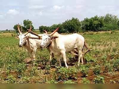 ಗೊಬ್ಬರವಾಗುತ್ತಿದೆ ಈರುಳ್ಳಿ ಫಸಲು