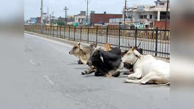 सड़क दुर्घटनाएं रोकने के लिए जानवरों के सींग पर रेडियम लगा रही पुलिस